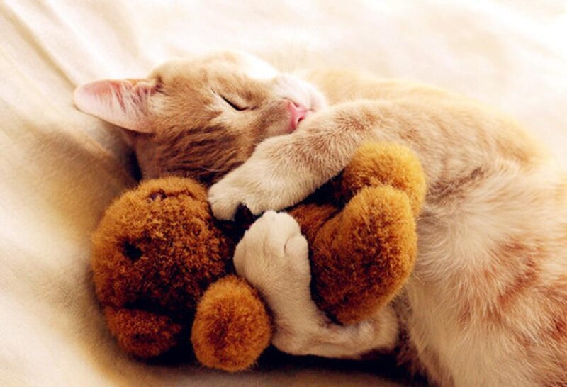 Sleeping Ginger Cat — Orange