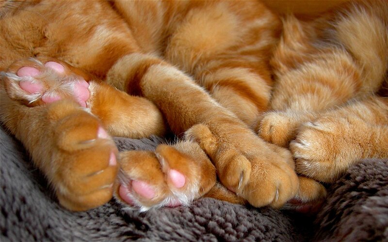 sleeping ginger cat paws