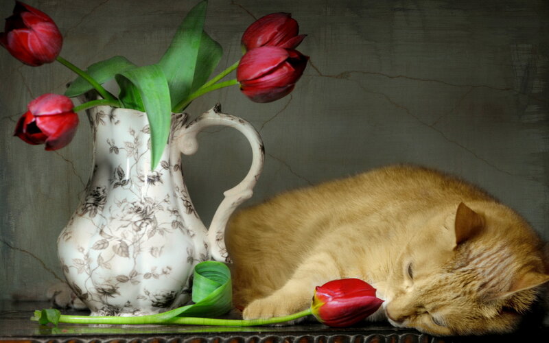 Sleeping Ginger Cat — Red
