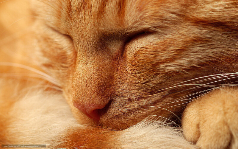 Sleeping ginger cat