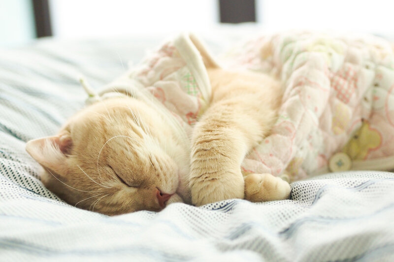 Sleeping Ginger Cat — White, Peaceful