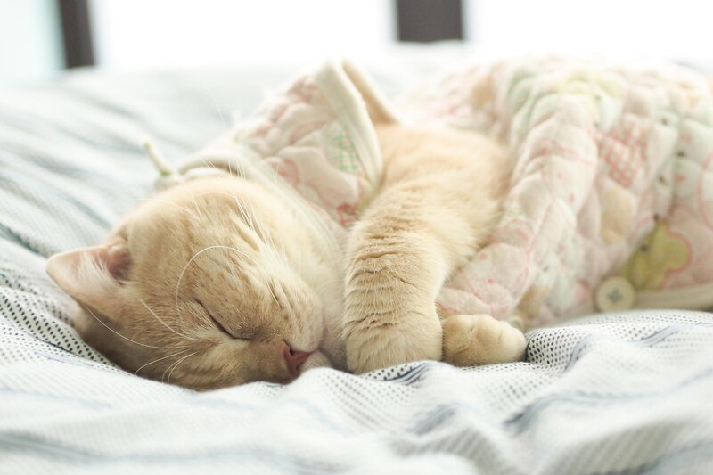 Sleeping Ginger Cat — White, Serene