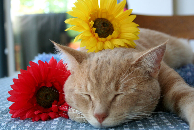 Sleeping Ginger Cat — Yellow
