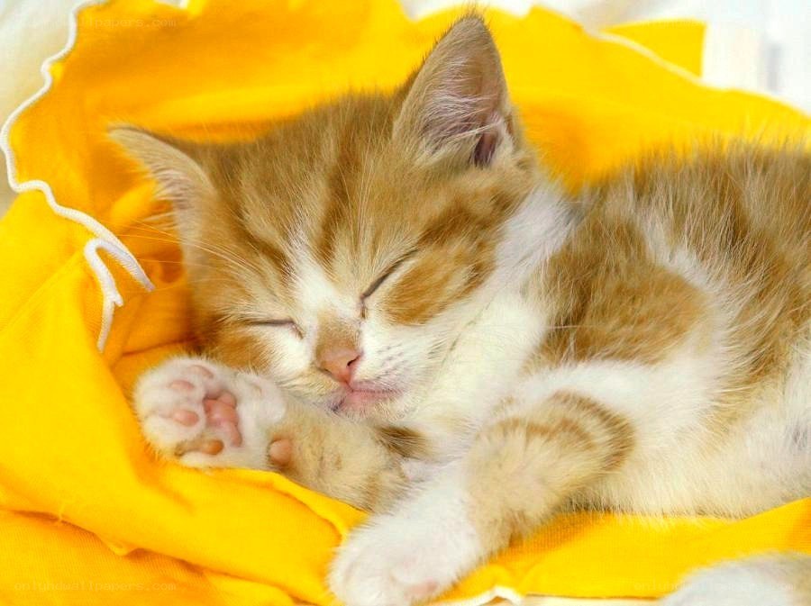 sleeping ginger kitten