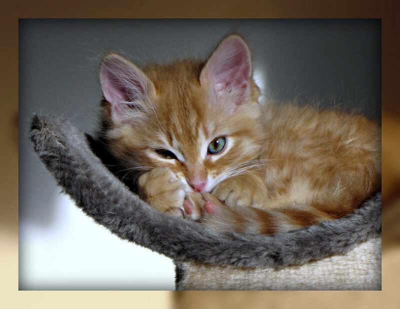 Sleeping ginger kitten