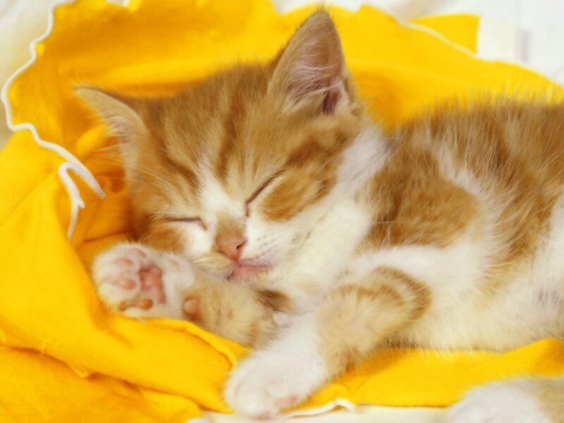 Sleeping ginger kitten