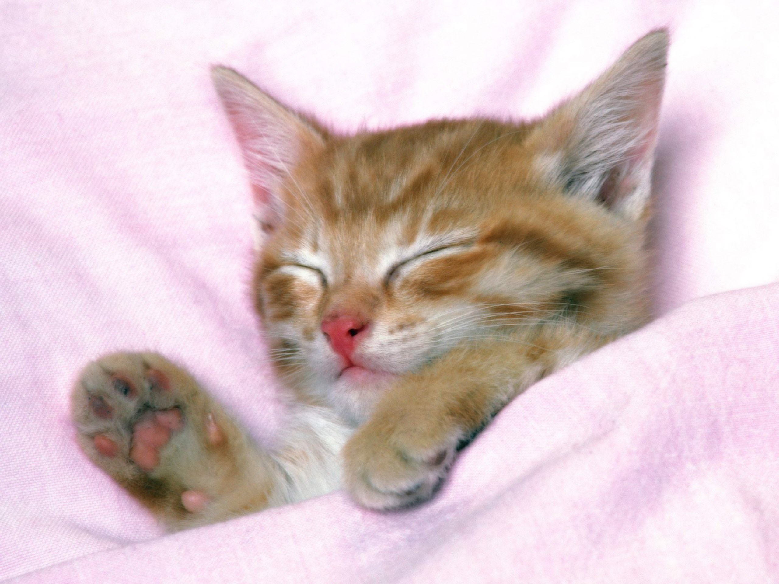 Sleeping ginger kitten