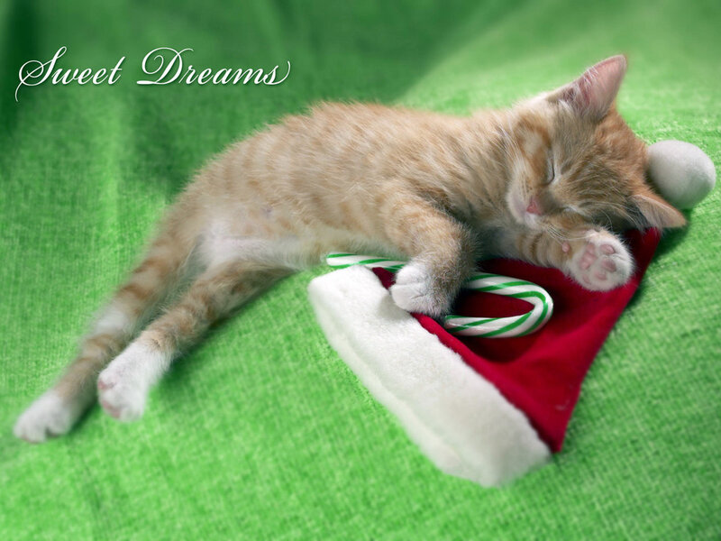 Sleeping Ginger Kitten — Green
