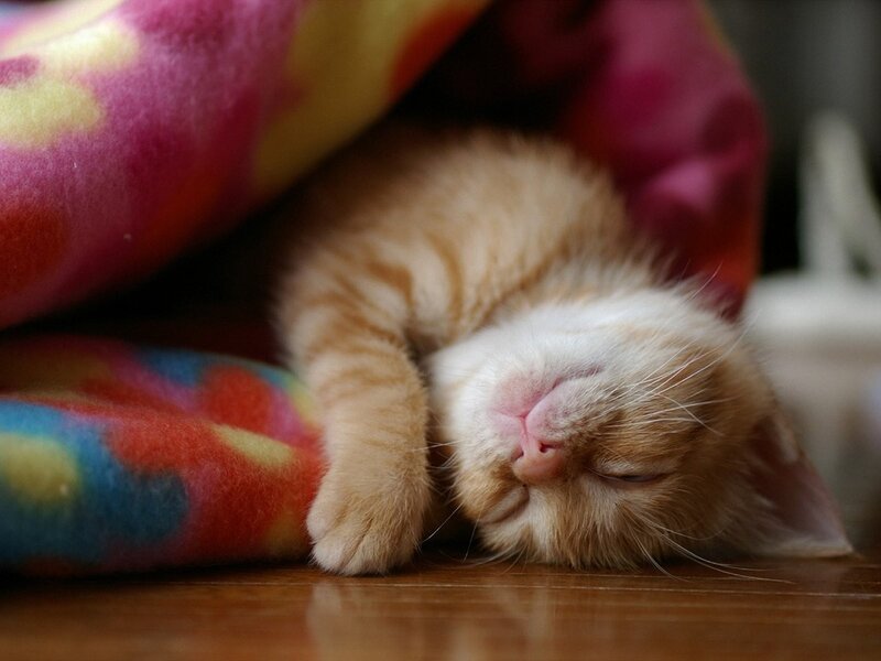 Sleeping Ginger Kitten — Orange, Peaceful, Photograph, Blanket, Floor