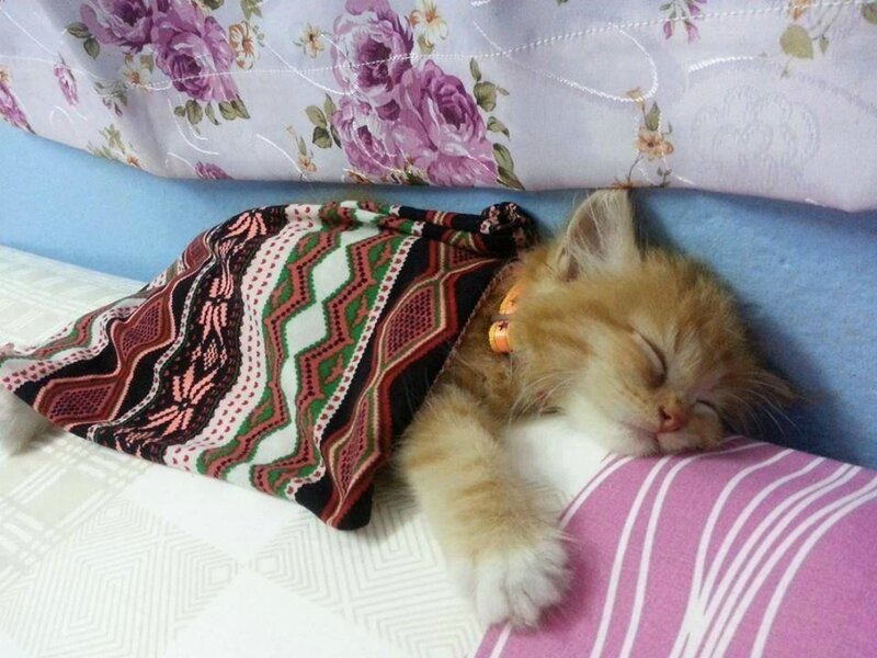 Sleeping Ginger Kitten — Orange, Peaceful, Photograph, Blanket