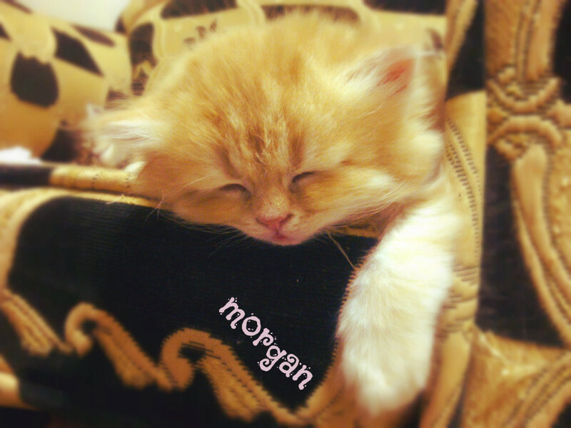 Sleeping Ginger Kitten — Orange, Peaceful, Photograph, Cushion