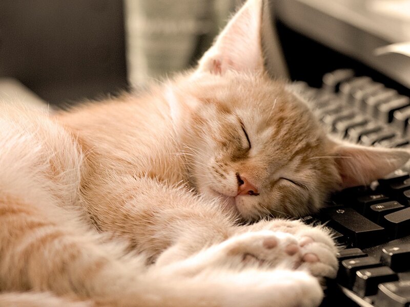 Sleeping Ginger Kitten — Orange, Peaceful, Photograph, Keyboard