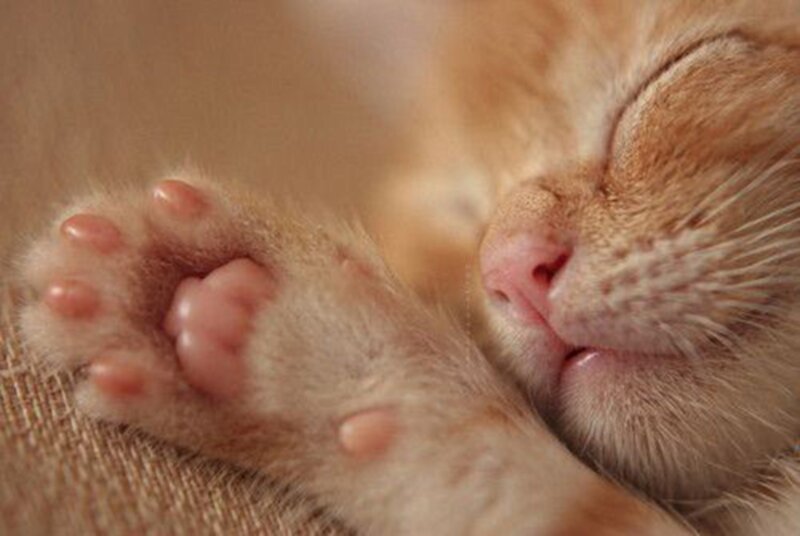 Sleeping Ginger Kitten — Orange, Peaceful, Photograph, Paws