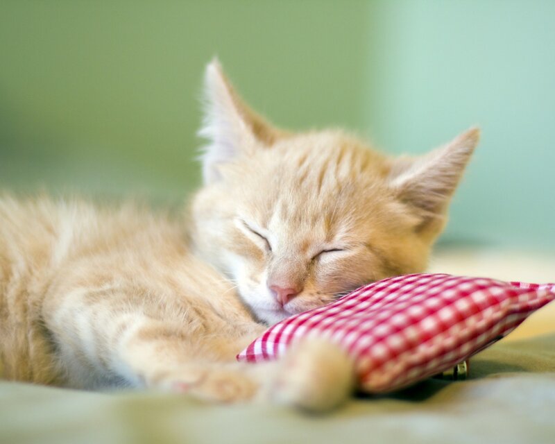 Sleeping Ginger Kitten — Orange, Peaceful, Photograph, Pillow