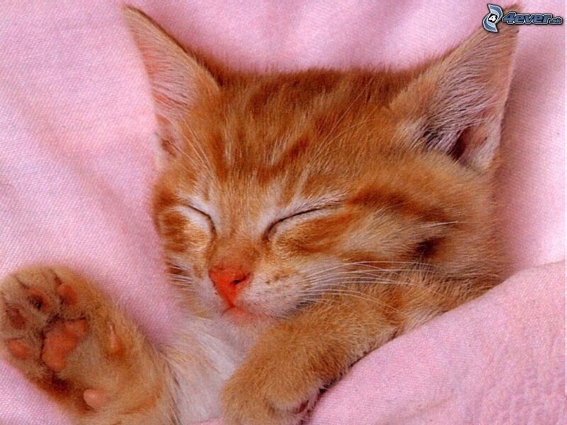 Sleeping Ginger Kitten — Orange, Peaceful