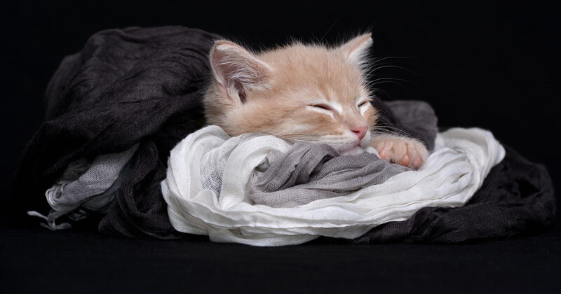 Sleeping Ginger Kitten — Orange, Serene, Photograph