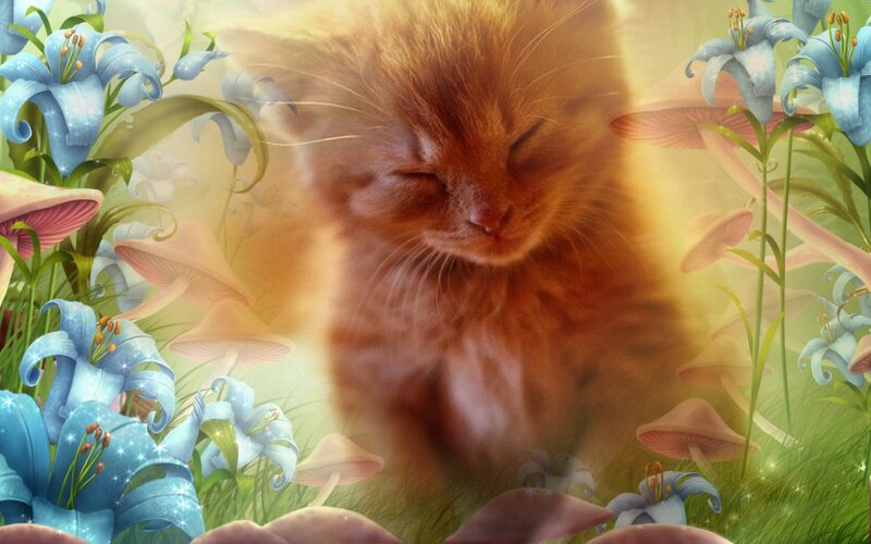 Sleeping Ginger Kitten — Orange, Serene