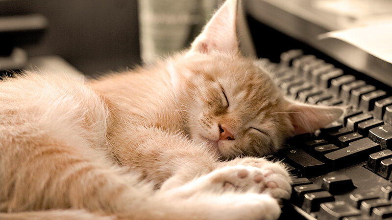 Sleeping Ginger Kitten — Orange