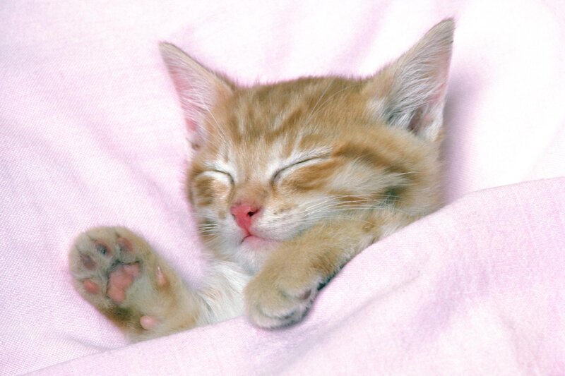 Sleeping Ginger Kitten — Pink, Peaceful, Photograph, Blanket, Orange, White