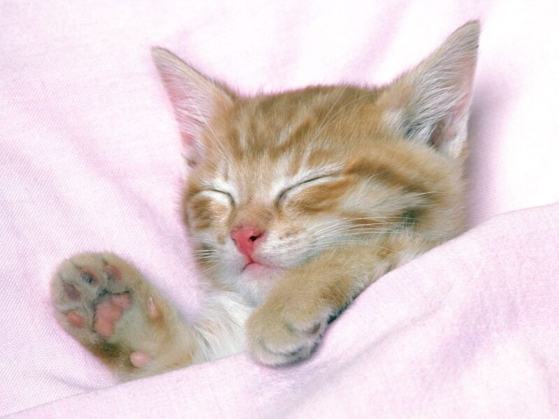 Sleeping Ginger Kitten — Pink, Peaceful