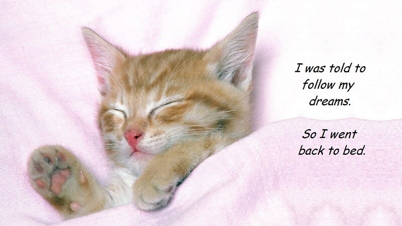 Sleeping Ginger Kitten — Pink