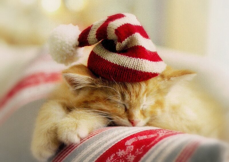 Sleeping Ginger Kitten — Red, Peaceful