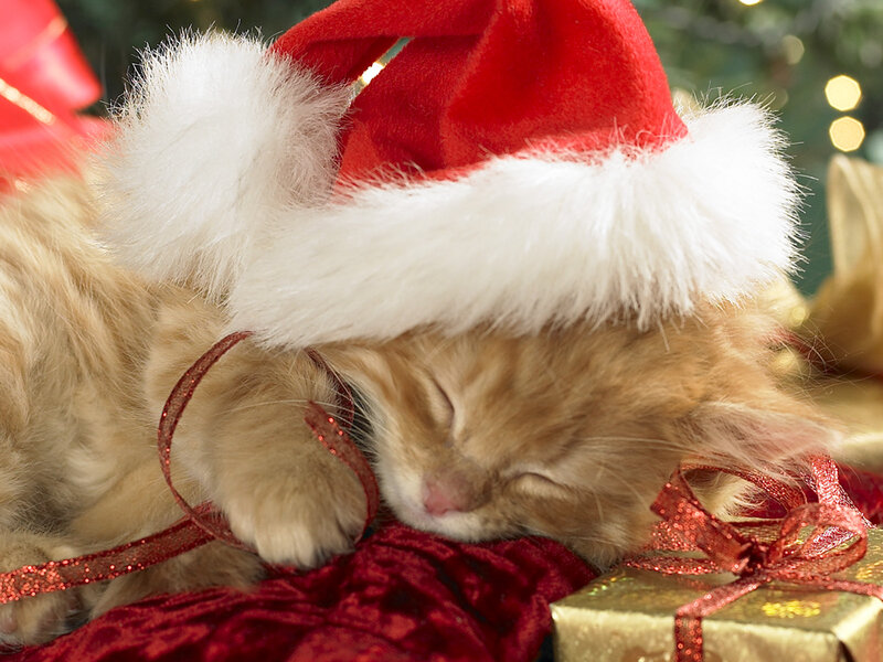Sleeping Ginger Kitten — Red