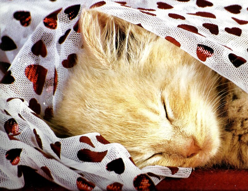Sleeping Ginger Kitten — White, Peaceful, Photograph