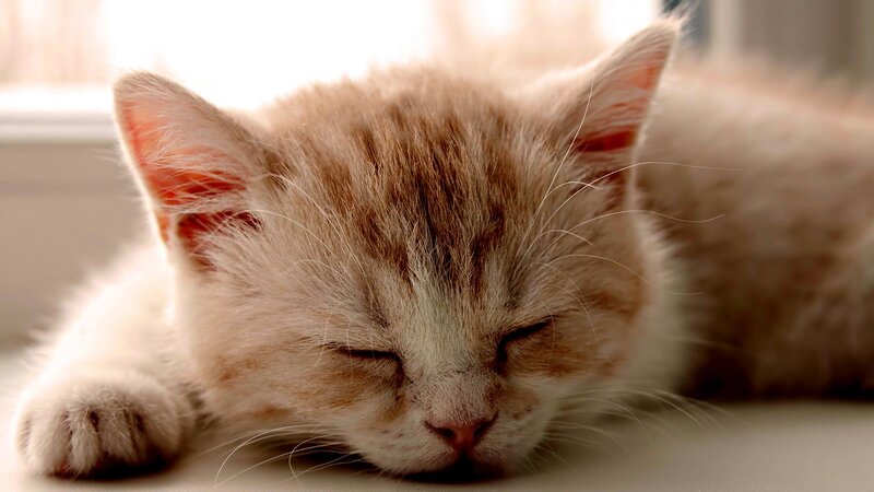 Sleeping Ginger Kitten — White, Peaceful