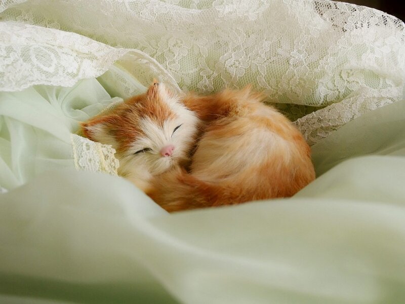 Sleeping Ginger Kitten — White, Serene, Photograph