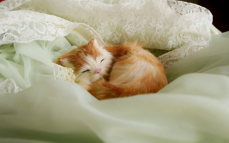 Sleeping Ginger Kitten — White, Serene