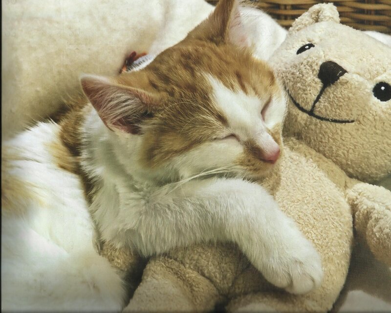 Sleeping Ginger Kitten — White