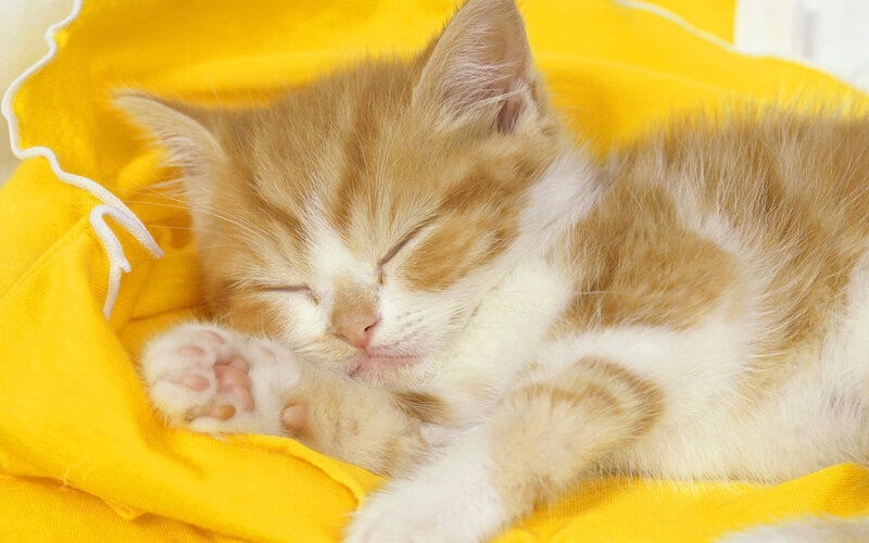 Sleeping Ginger Kitten — Yellow, Peaceful, Photograph