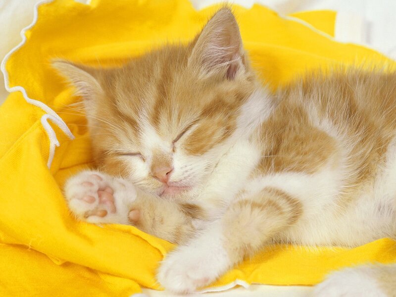 Sleeping Ginger Kitten — Yellow, Peaceful, Photograph, Yellow Blanket