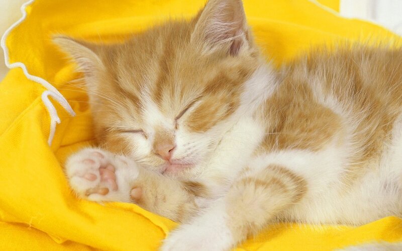 Sleeping Ginger Kitten — Yellow, Peaceful