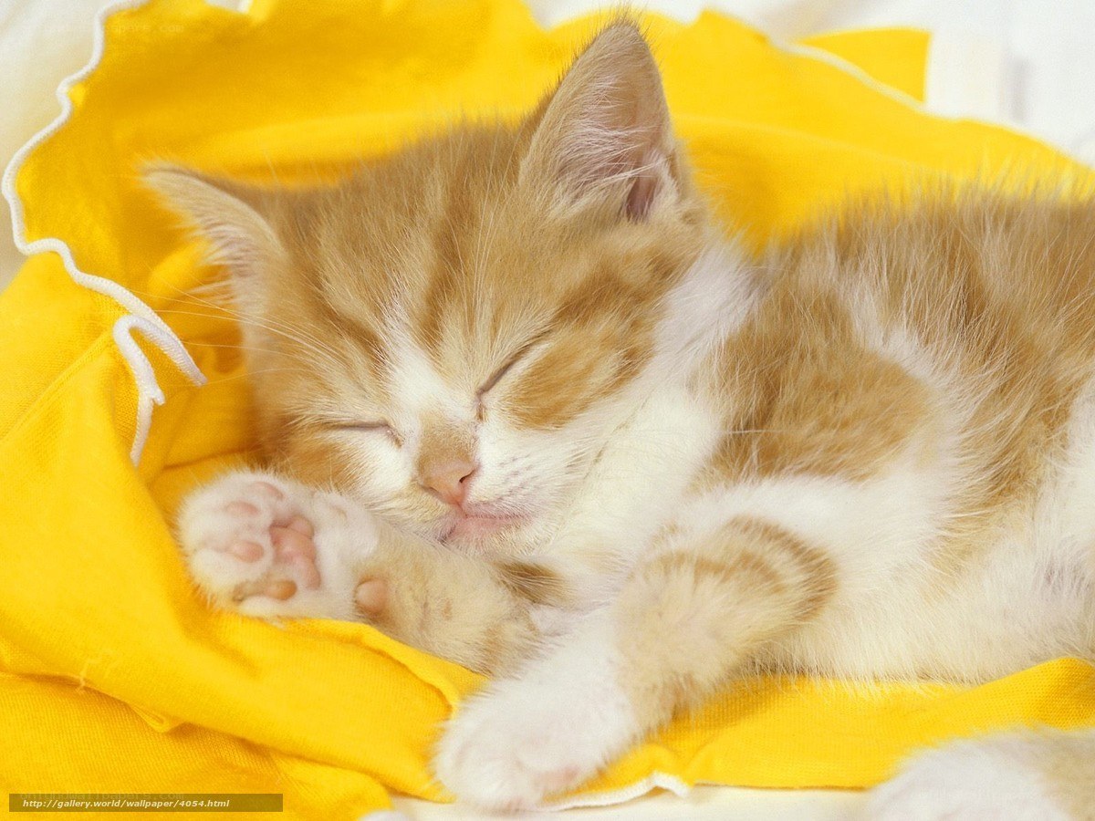 Sleeping ginger kitten