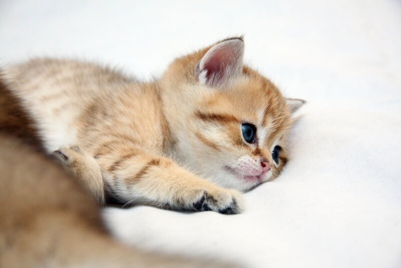 sleeping golden kitten