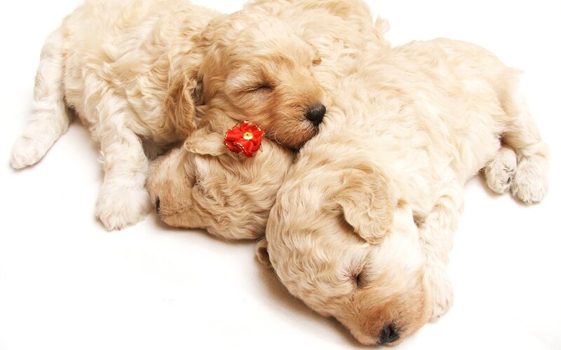Sleeping golden puppies