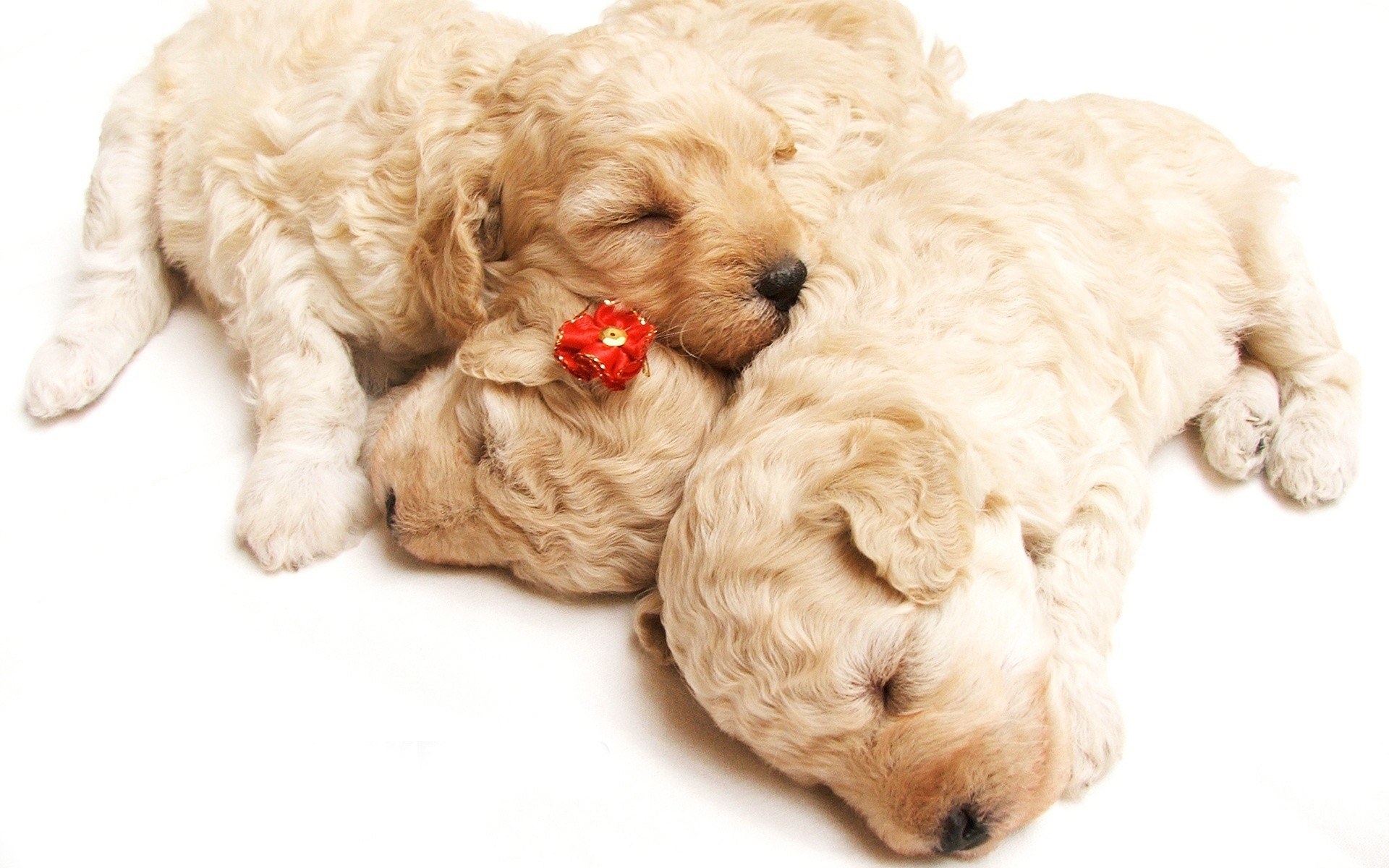 Sleeping golden puppies
