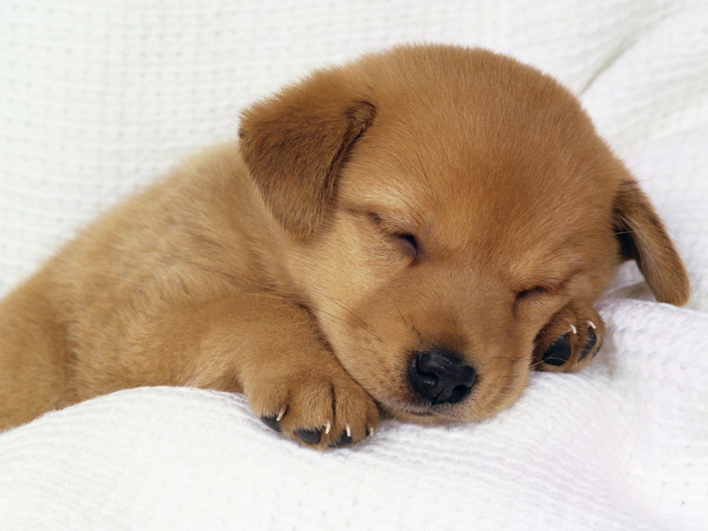 Sleeping golden puppy