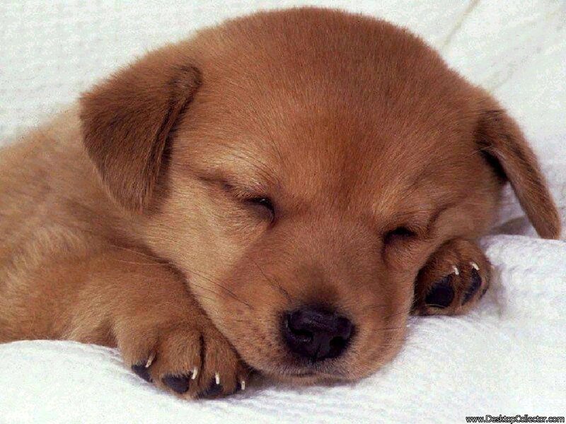 sleeping golden puppy