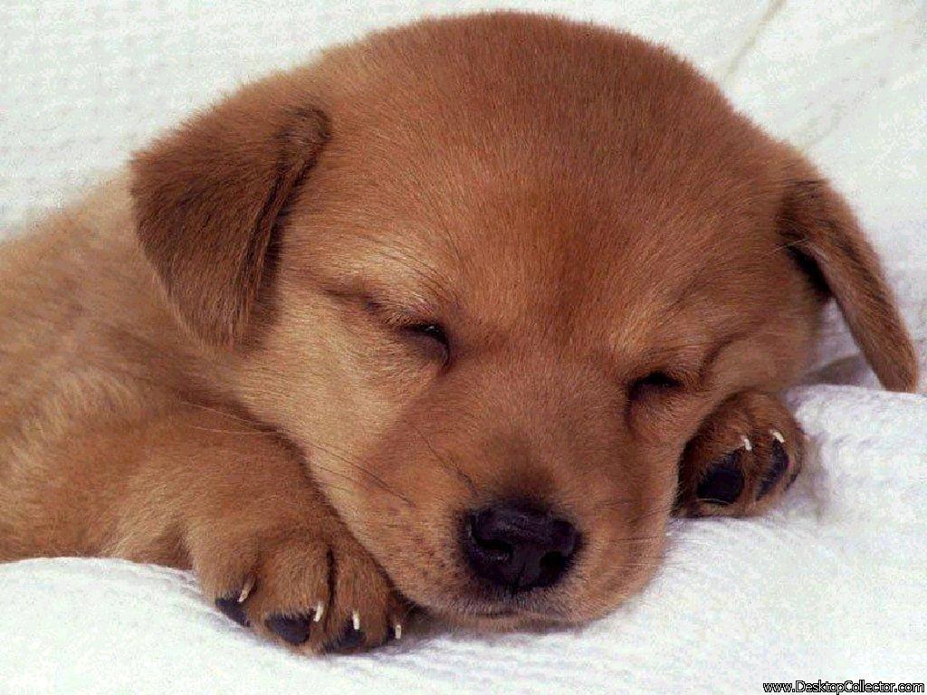 sleeping golden puppy