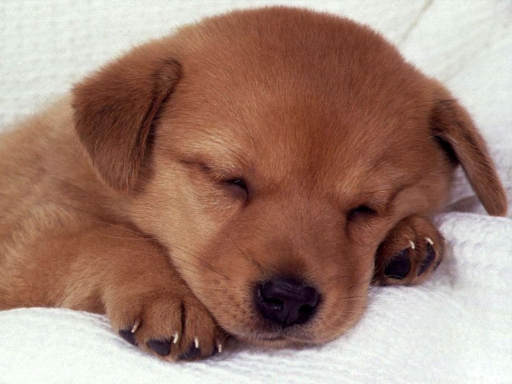 sleeping golden puppy