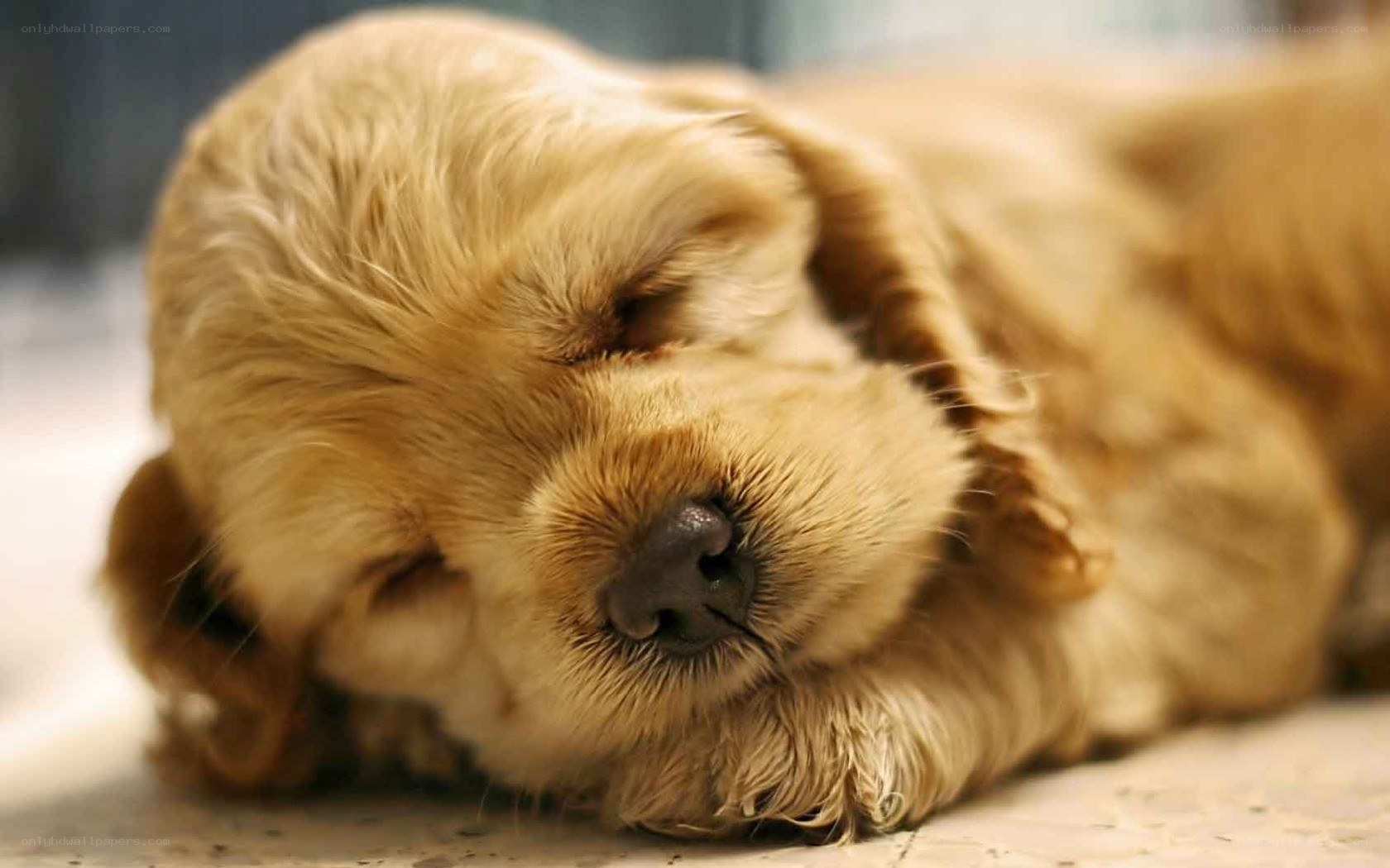 sleeping golden puppy