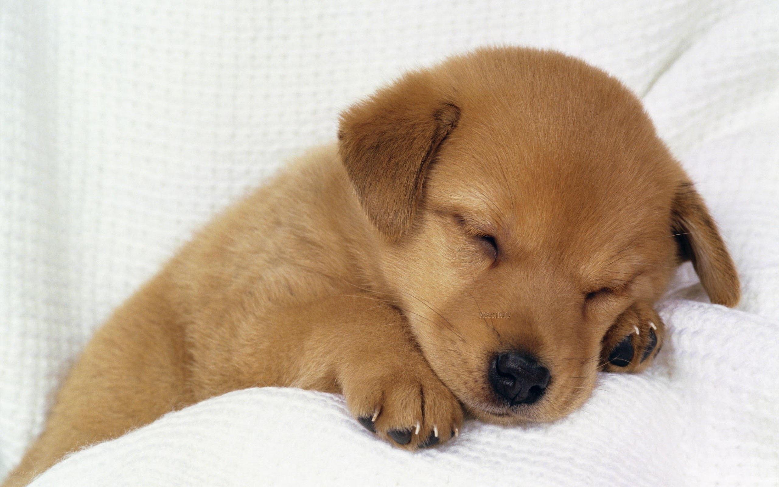 Sleeping golden puppy