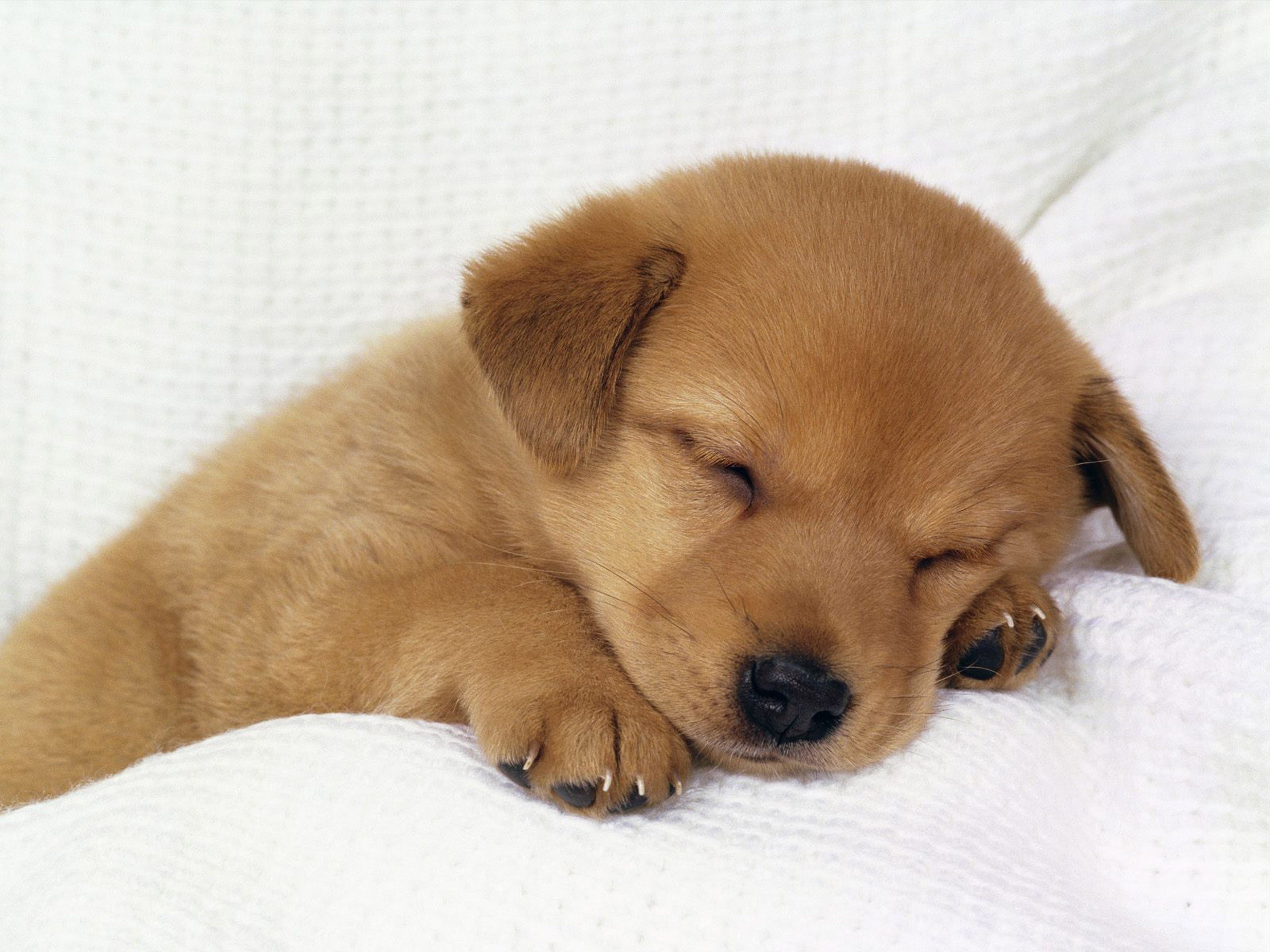 Sleeping golden puppy