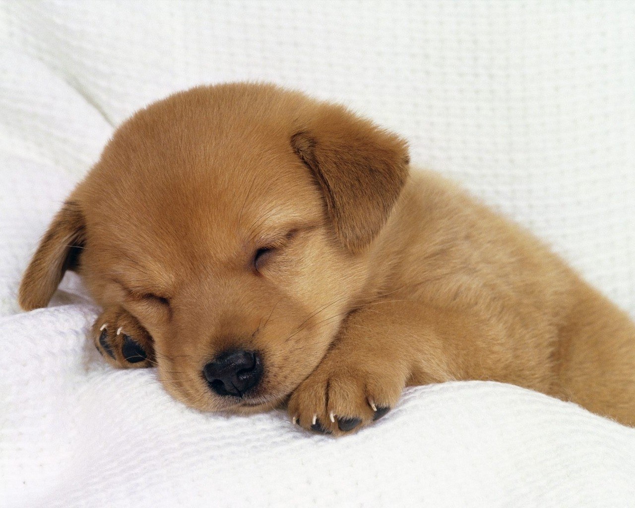 Sleeping golden puppy
