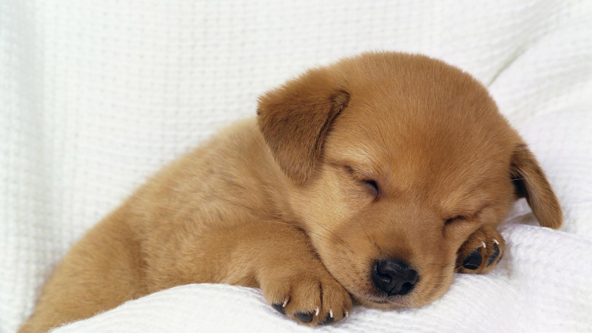 Sleeping golden puppy