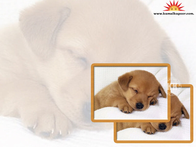 Sleeping Golden Puppy — Brown