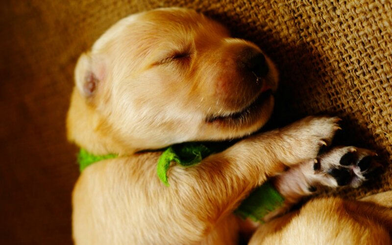 Sleeping Golden Puppy — Gold